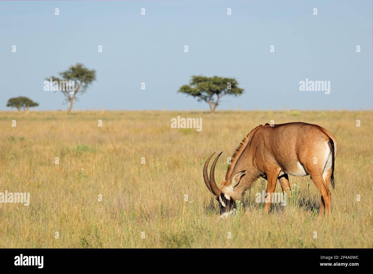 A rare roan antelope (Hippotragus equinus) in open grassland, Mokala National Park, South Africa Stock Photo