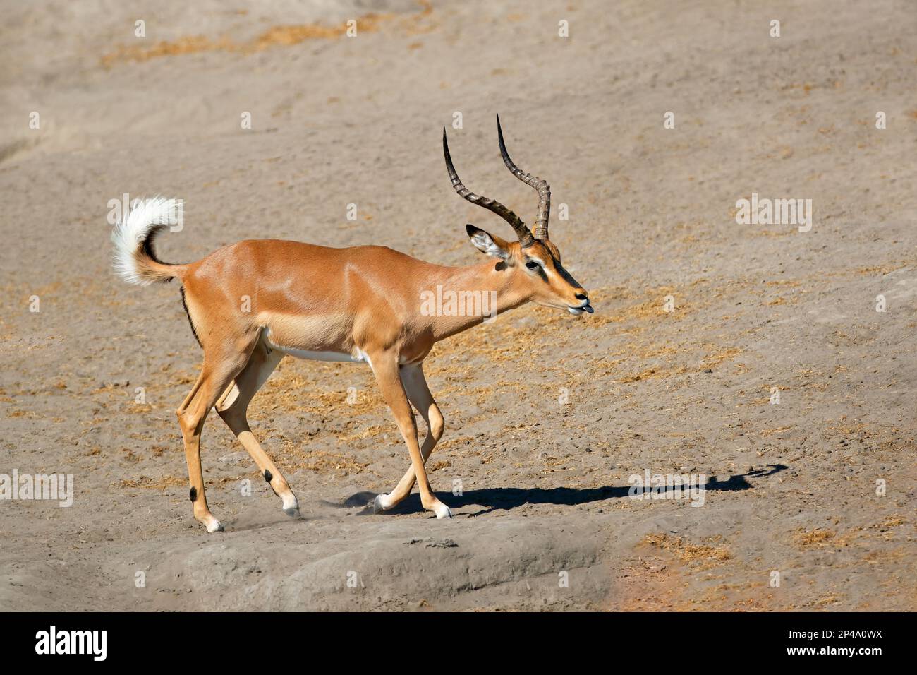 A male black-faced impala antelope (Aepyceros melampus petersi), Etosha National Park, Namibia Stock Photo