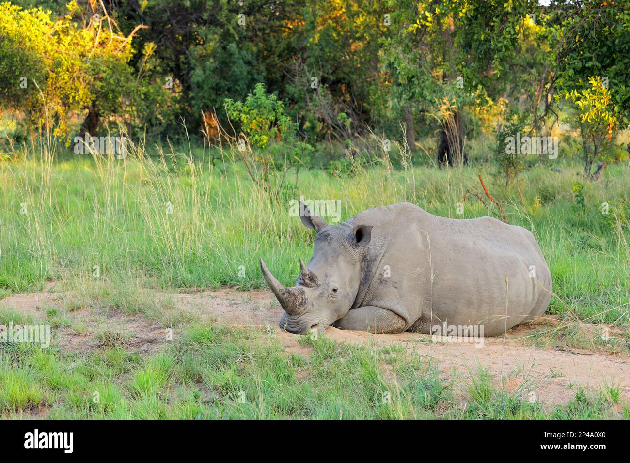 A white rhinoceros (Ceratotherium simum) resting in natural habitat, South Africa Stock Photo
