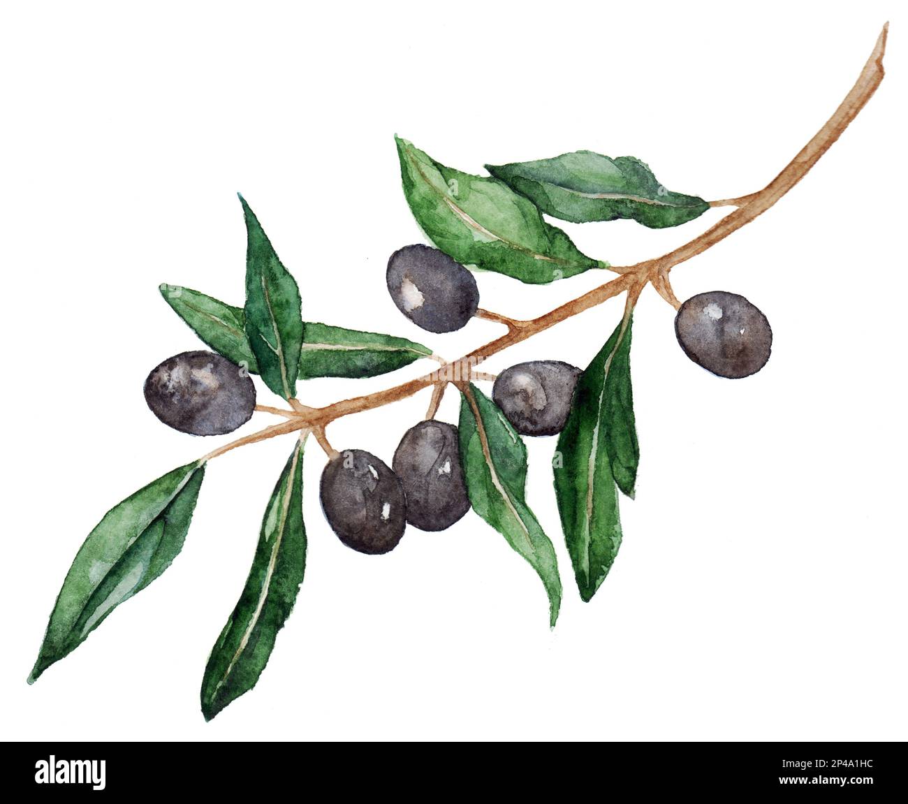 Watercolor olive oliva branch with olives isolated art Stock Photo - Alamy