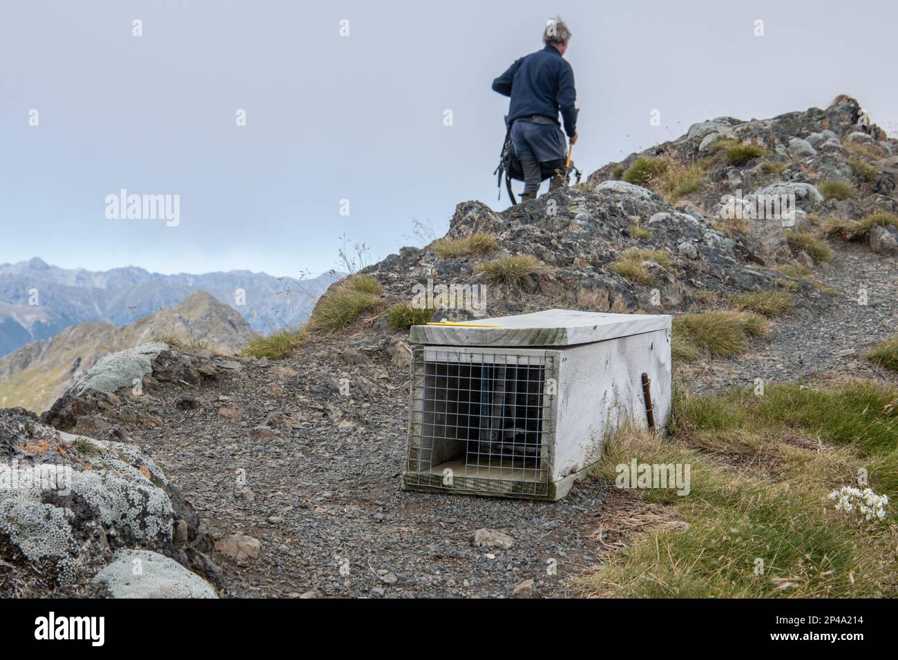 A trap meant for predator eradication in the wilderness of Aotearoa New Zealand, the country plans to eradicate nonnative predators. Stock Photo
