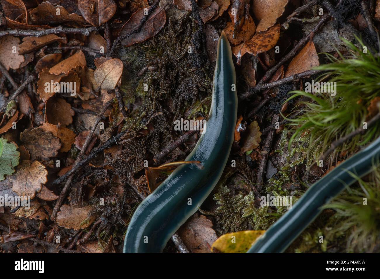 A terrestrial planarian or flatworm in the Australopacifica genus from Nelson Lakes National park in Aotearoa New Zealand. Stock Photo