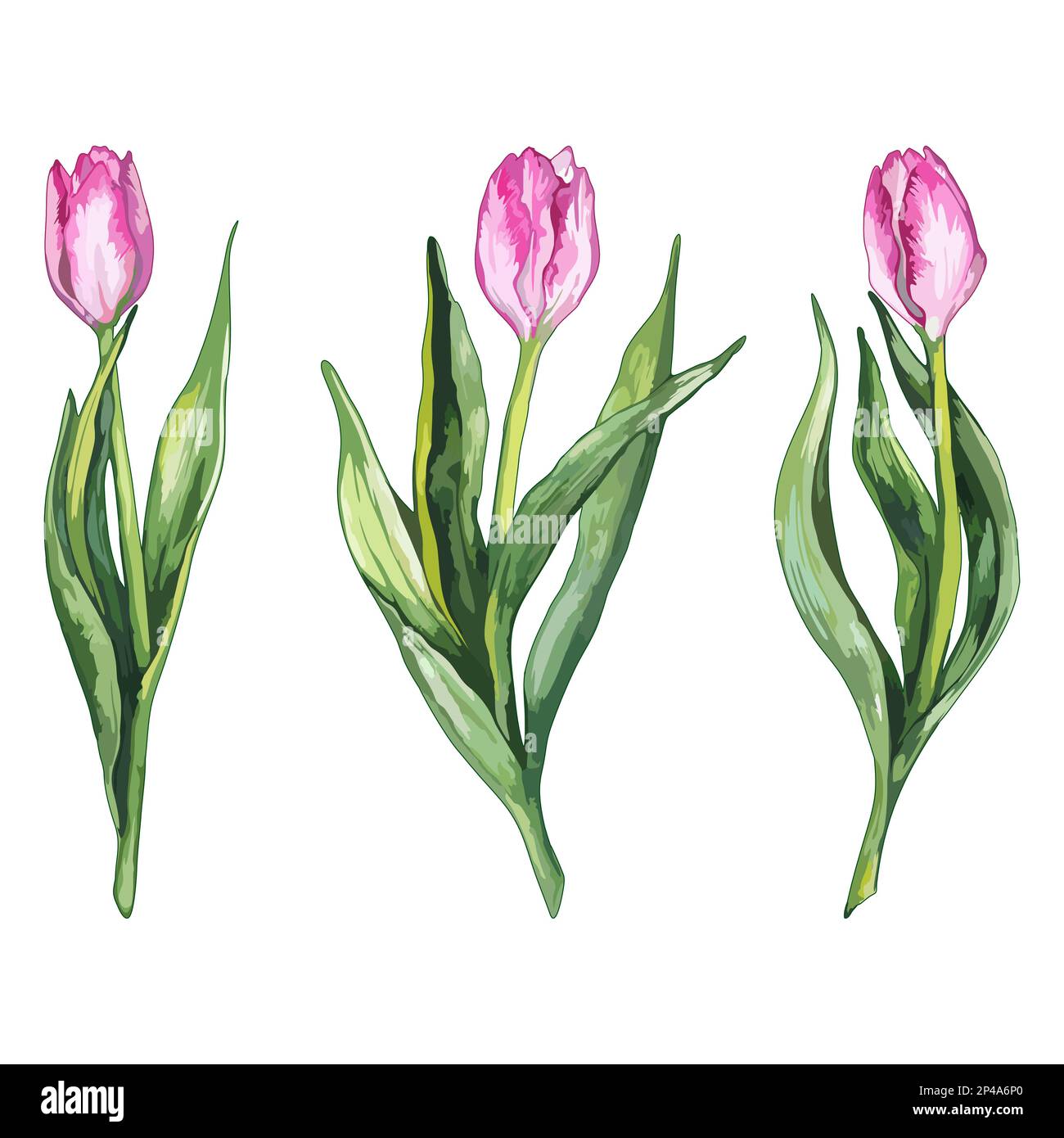 Watercolor pink tulip flower nature set isolated vector Stock Vector ...