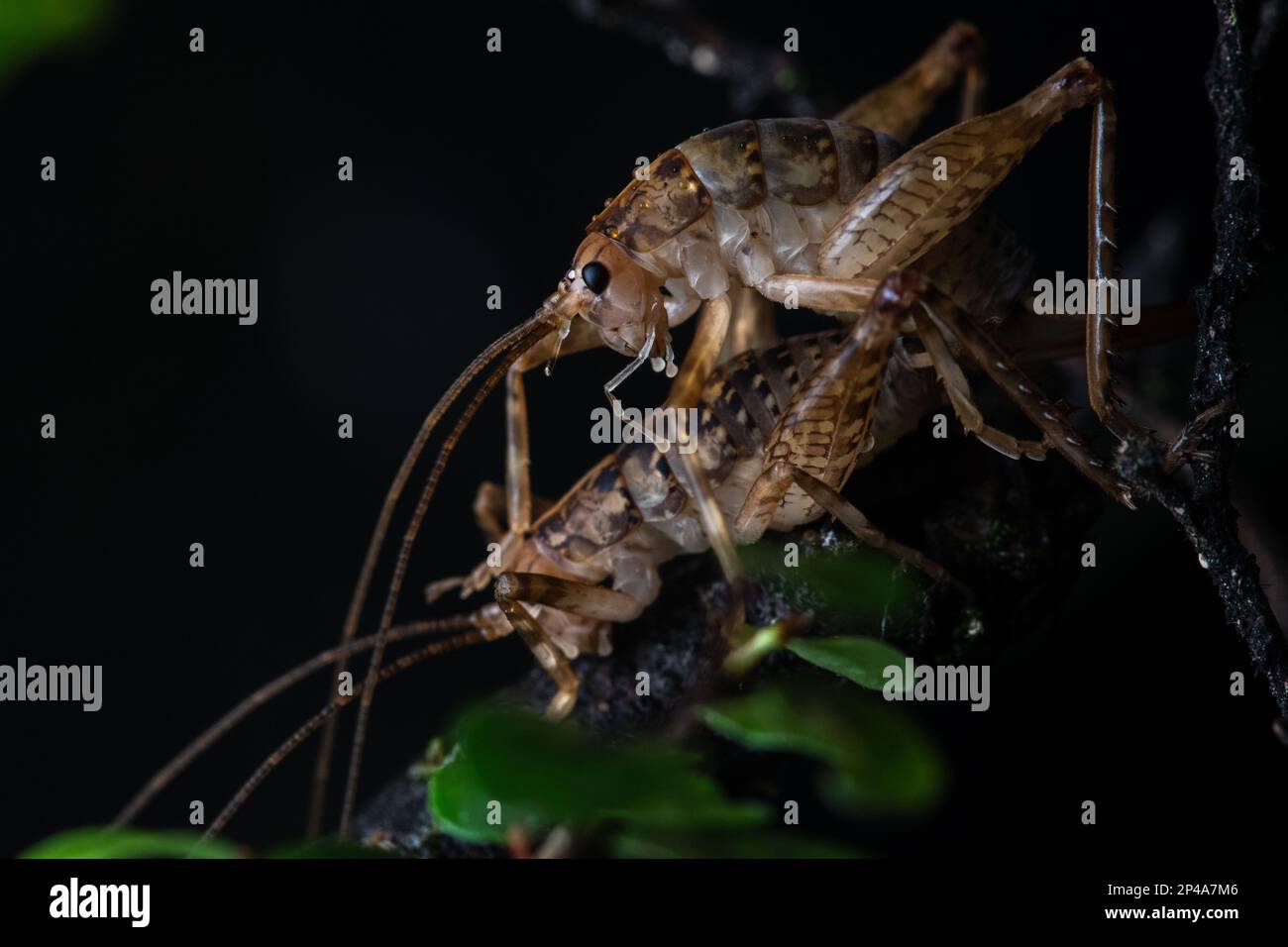 A pair of ground weta (Hemiandrus) mating at night in Nelson Lakes National Park in Aotearoa New Zealand. Stock Photo
