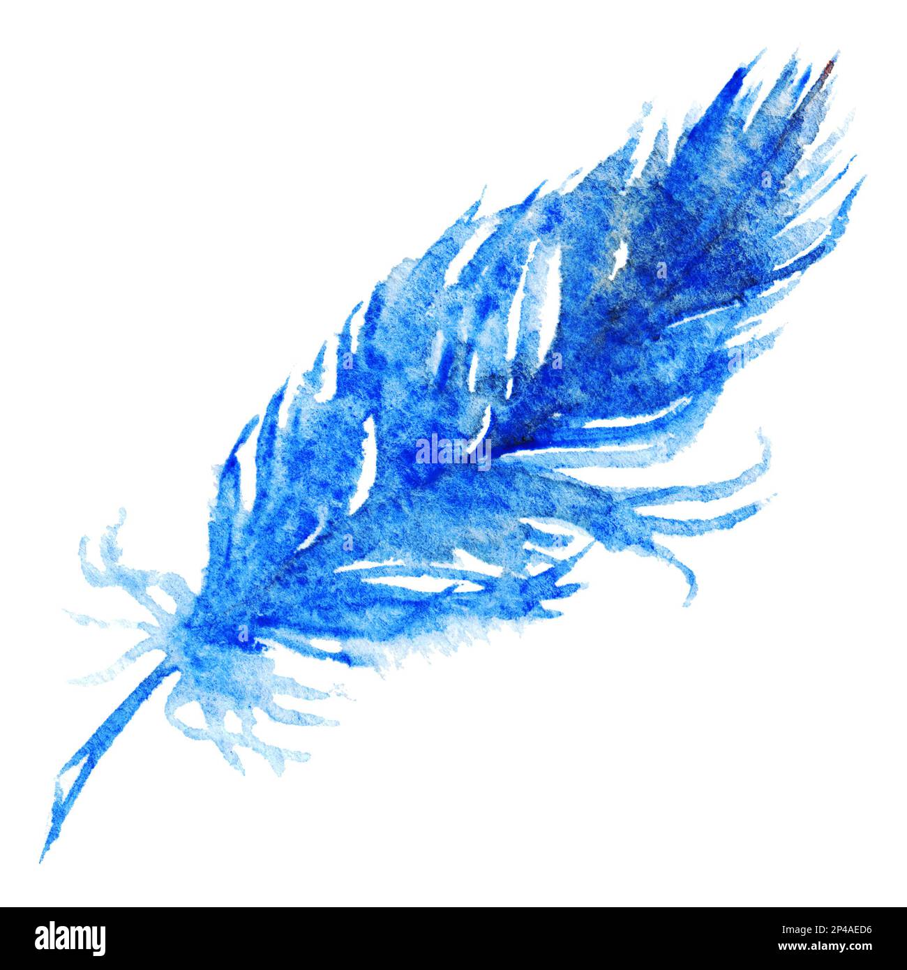 Watercolor single navy blue bird feather isolated art Stock Photo - Alamy