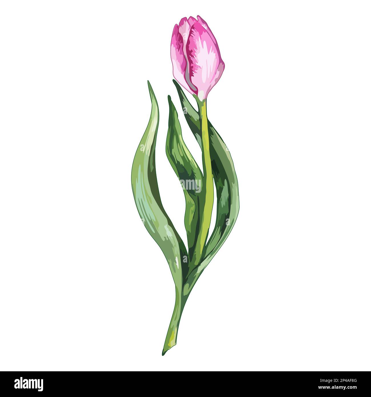 Watercolor pink tulip spring flower nature isolated vector Stock Vector ...