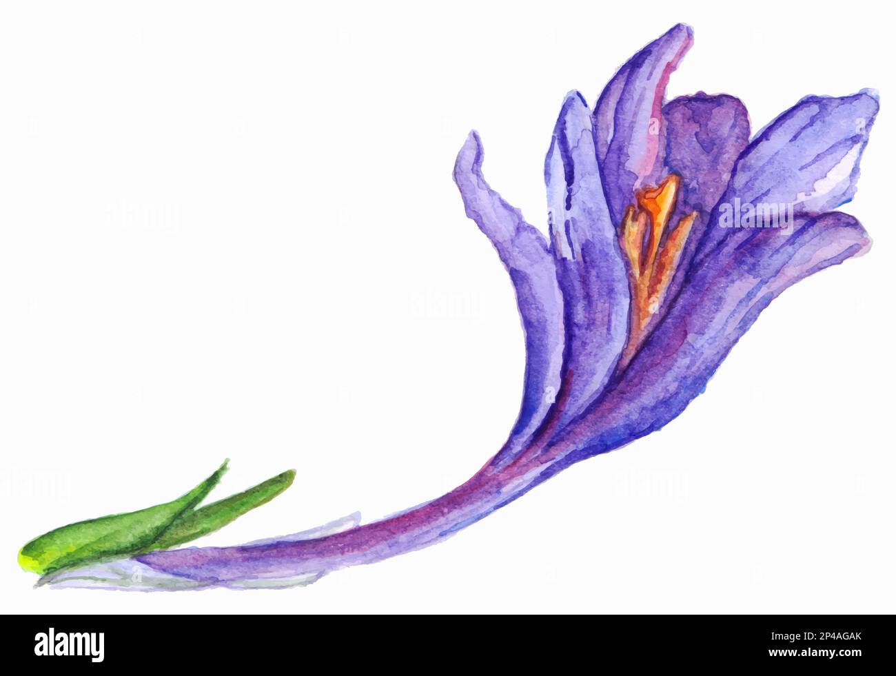 Watercolor hand drawn violet purple crocus flower isolated Stock Vector ...