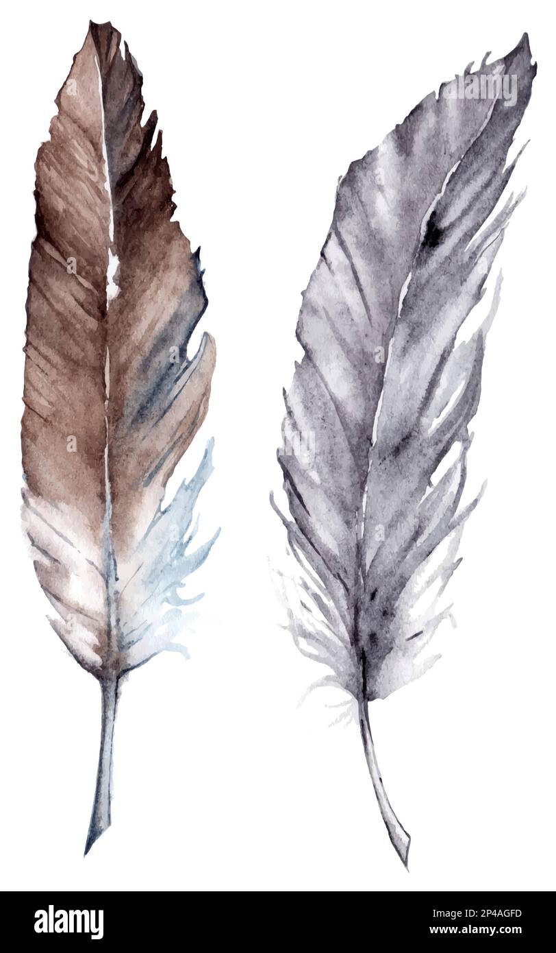 Watercolor gray grey brown feather vector set isolated Stock Vector ...