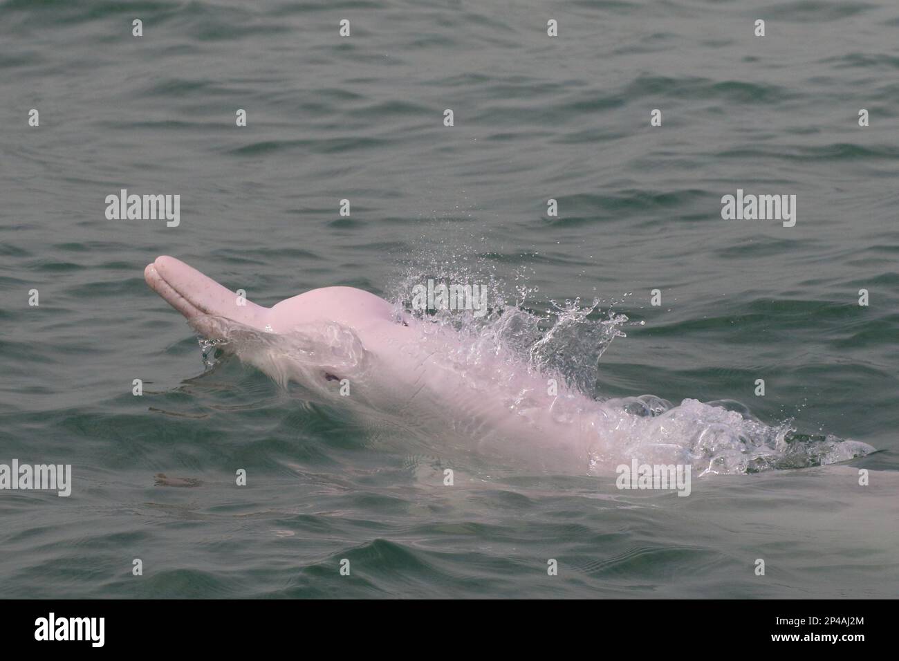 Chinese White Dolphin (Sousa chinensis), adult at surface, southern waters, Hong Kong, China 19 Feb 2022 Stock Photo
