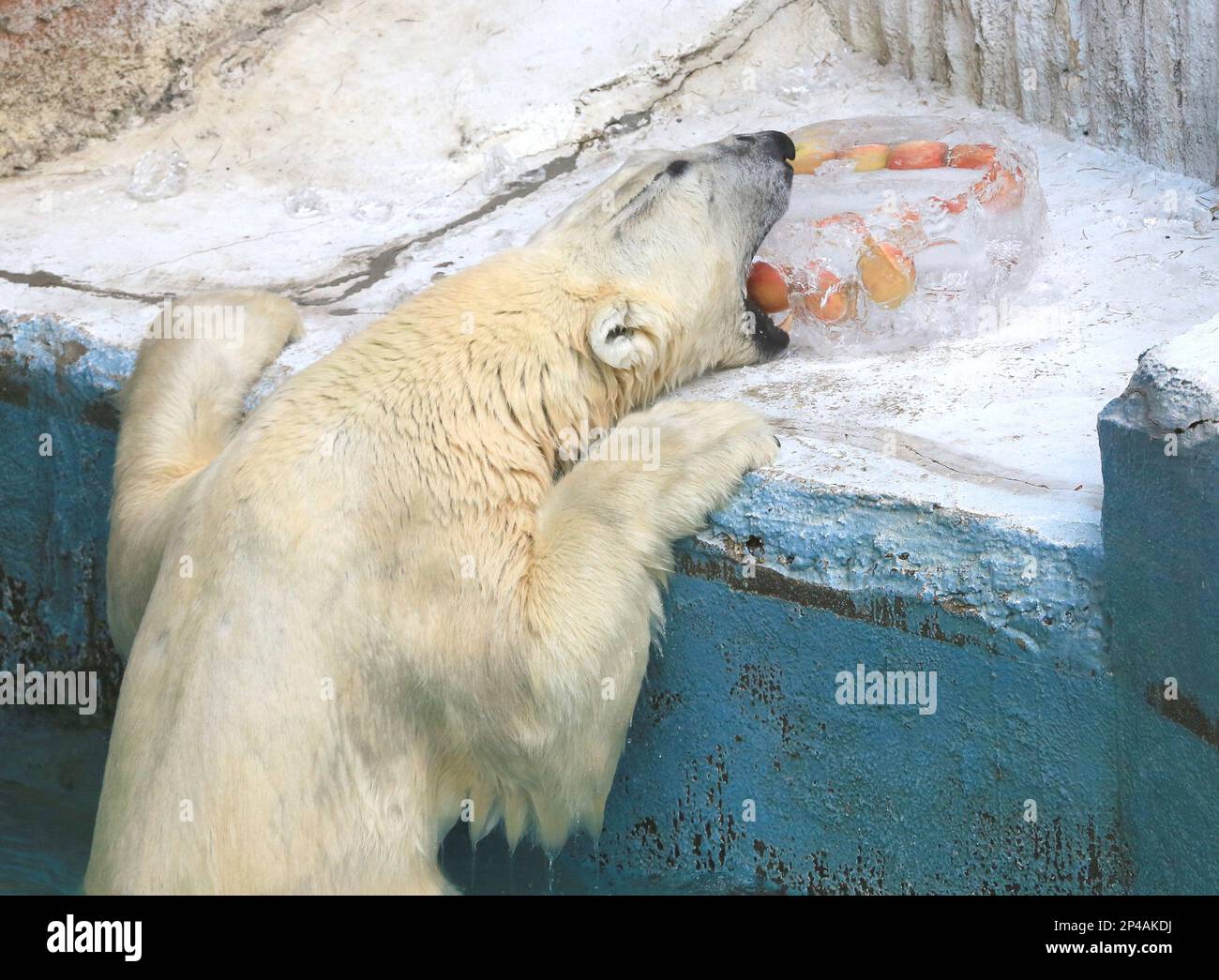 Gogo, 9-year-old male polar bear, receives a chuink of ice as a