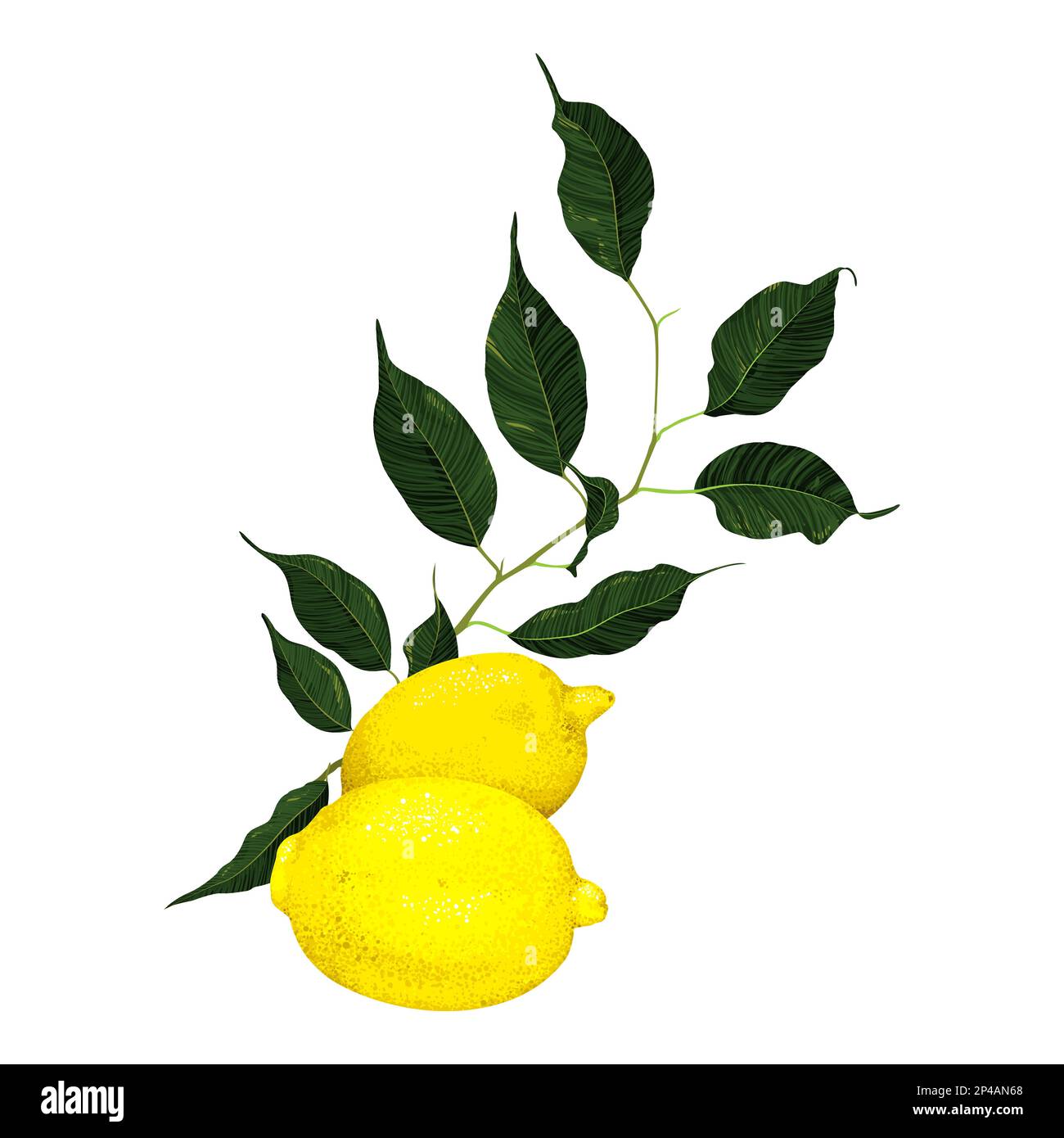 Yellow lemon citrus fruit branch with green leaves isolated on white ...