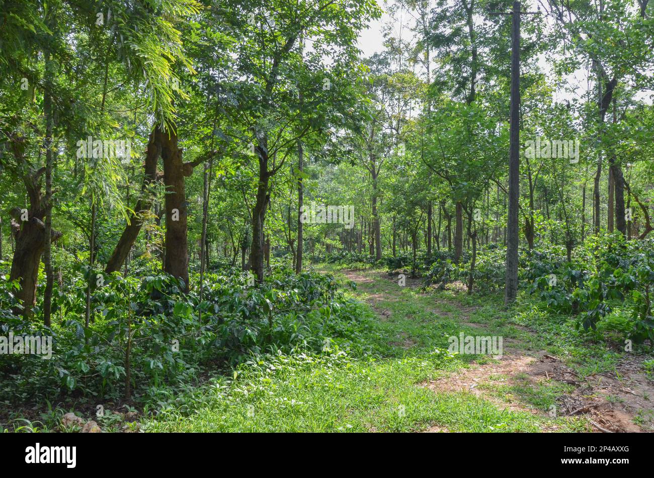 Coffee estate with coffee, orange and silver oak plants Stock Photo Alamy