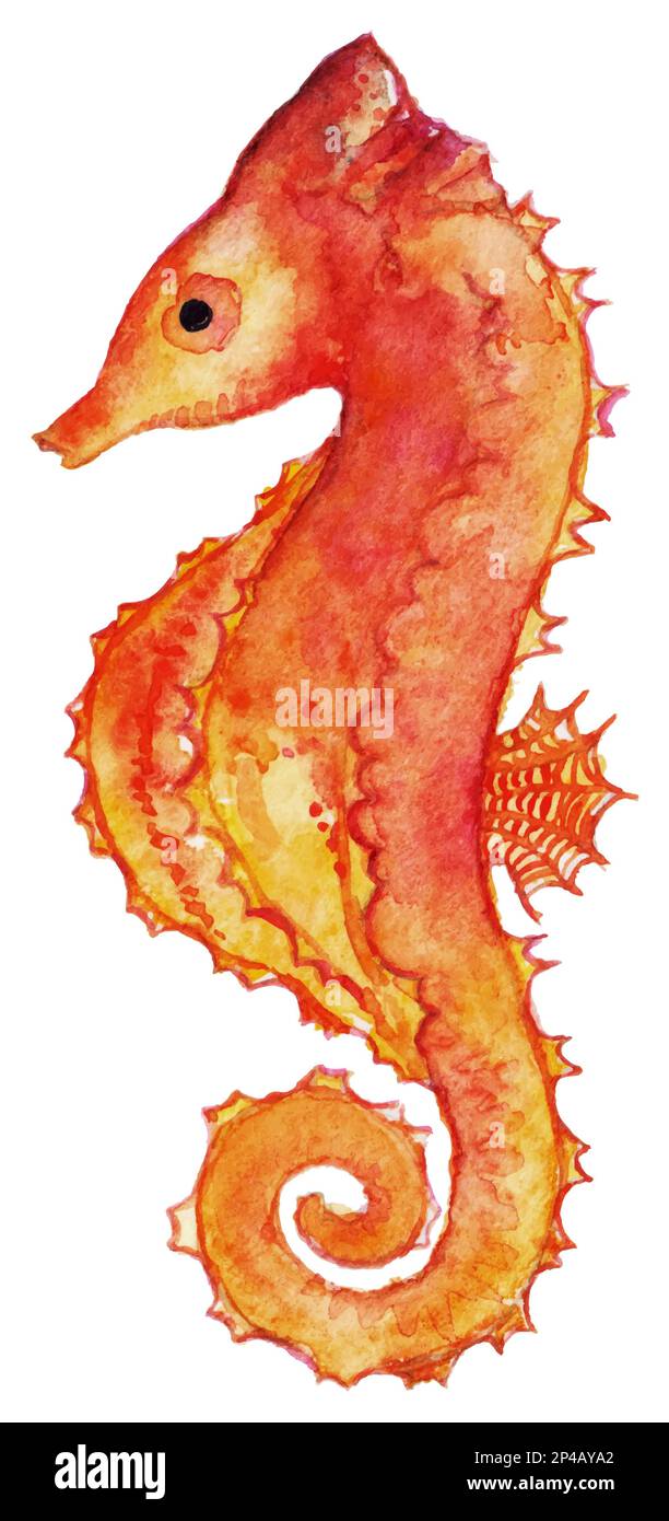 Watercolor seahorse red yellow orange isolated clip art vector. Stock Vector