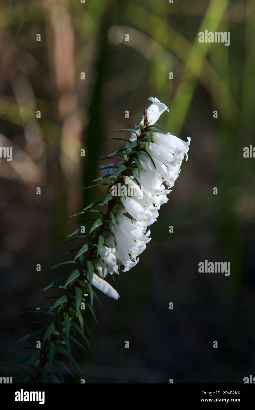 Common Heath (Epacris Impressa) is the floral emblem of the state of Victoria in Australia, but the pink variety is usually the one pictured. Stock Photo