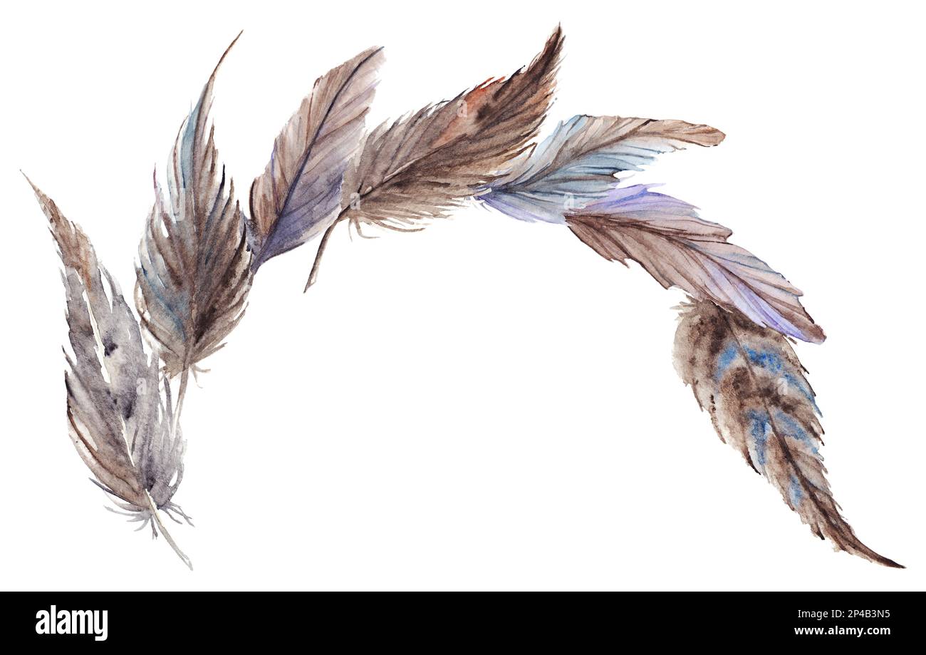 Watercolor gray grey blue brown feathers composition set isolated art ...