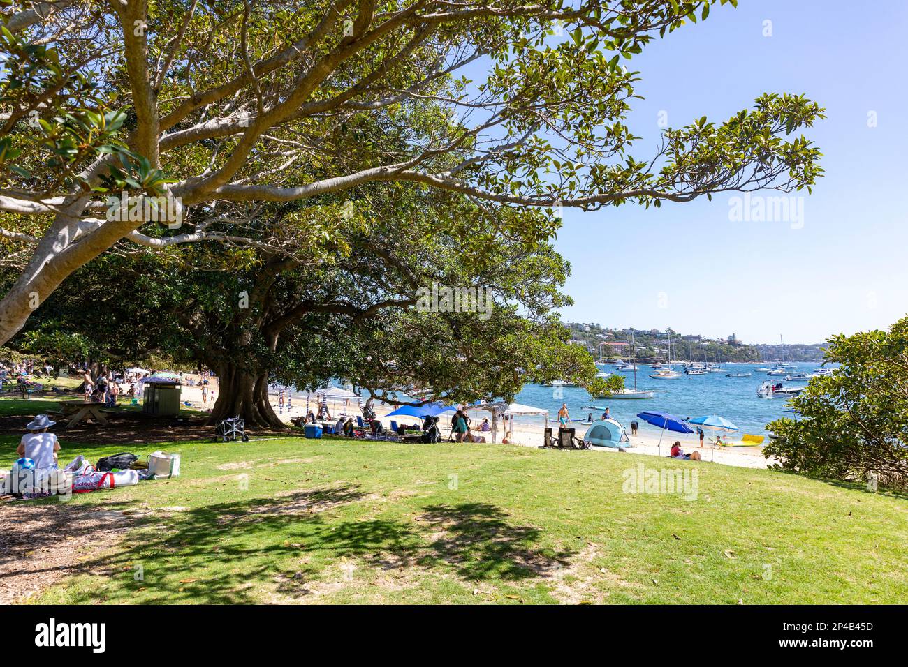 Balmoral Beach in Sydney,NSW,Australia, large beach tree casting shade