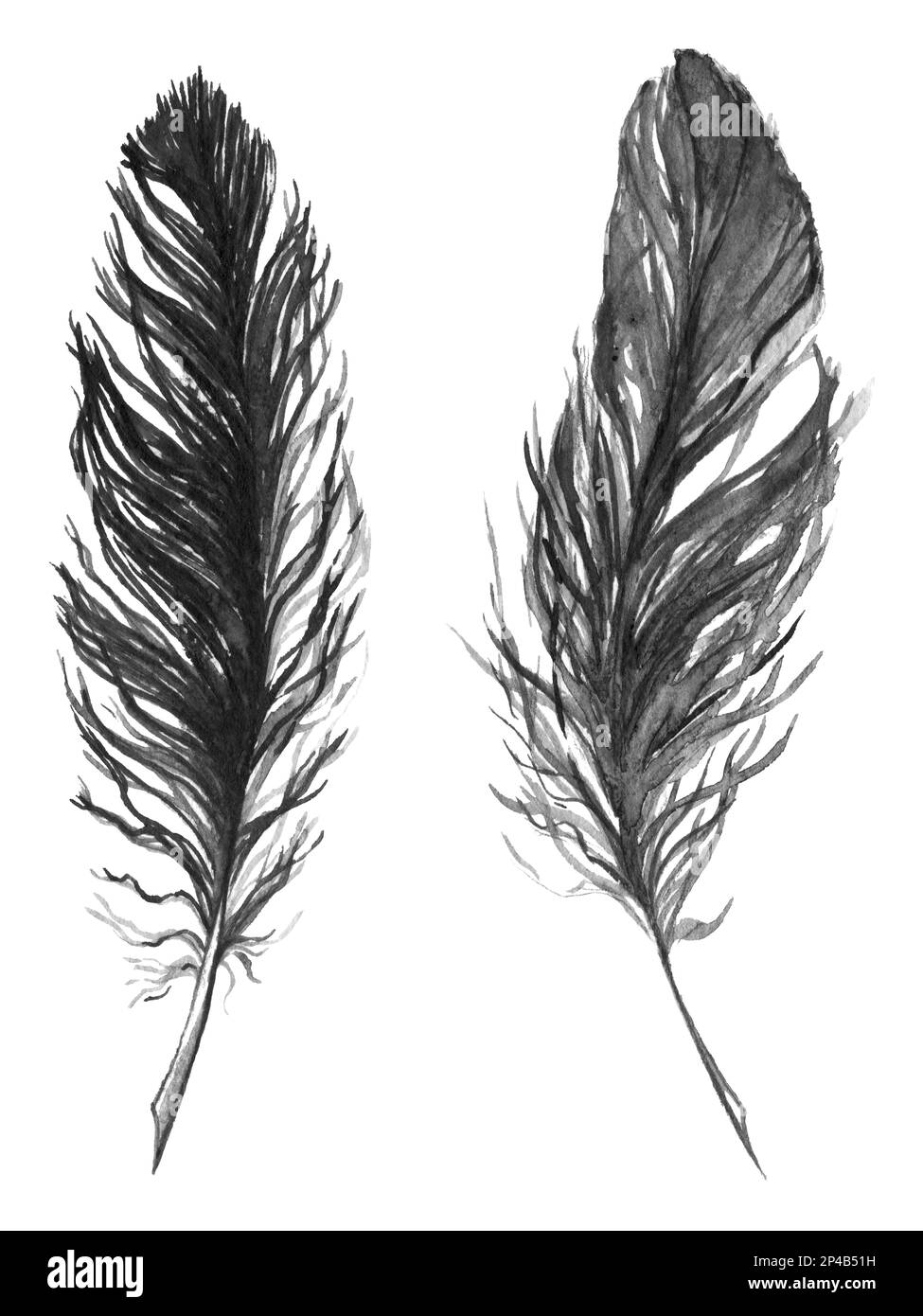 Watercolor black and white monochrome feather set isolated Stock Photo ...