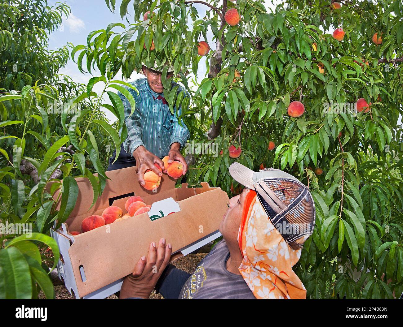 Turkey Knob Grower's employees Jabet Rivera, top, and Luis Cepeda