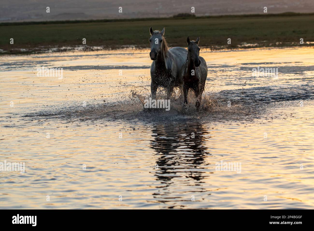 Wild Horse and foal running in Water Stock Photo