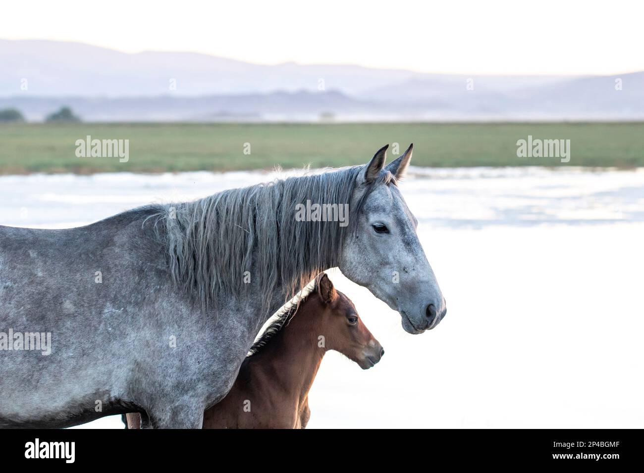 Young foal horse and mother  in fall season Stock Photo