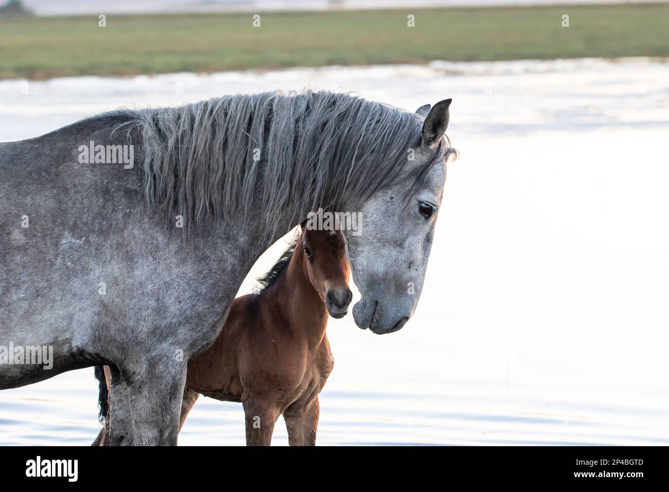 Young foal horse and mother  in fall season Stock Photo