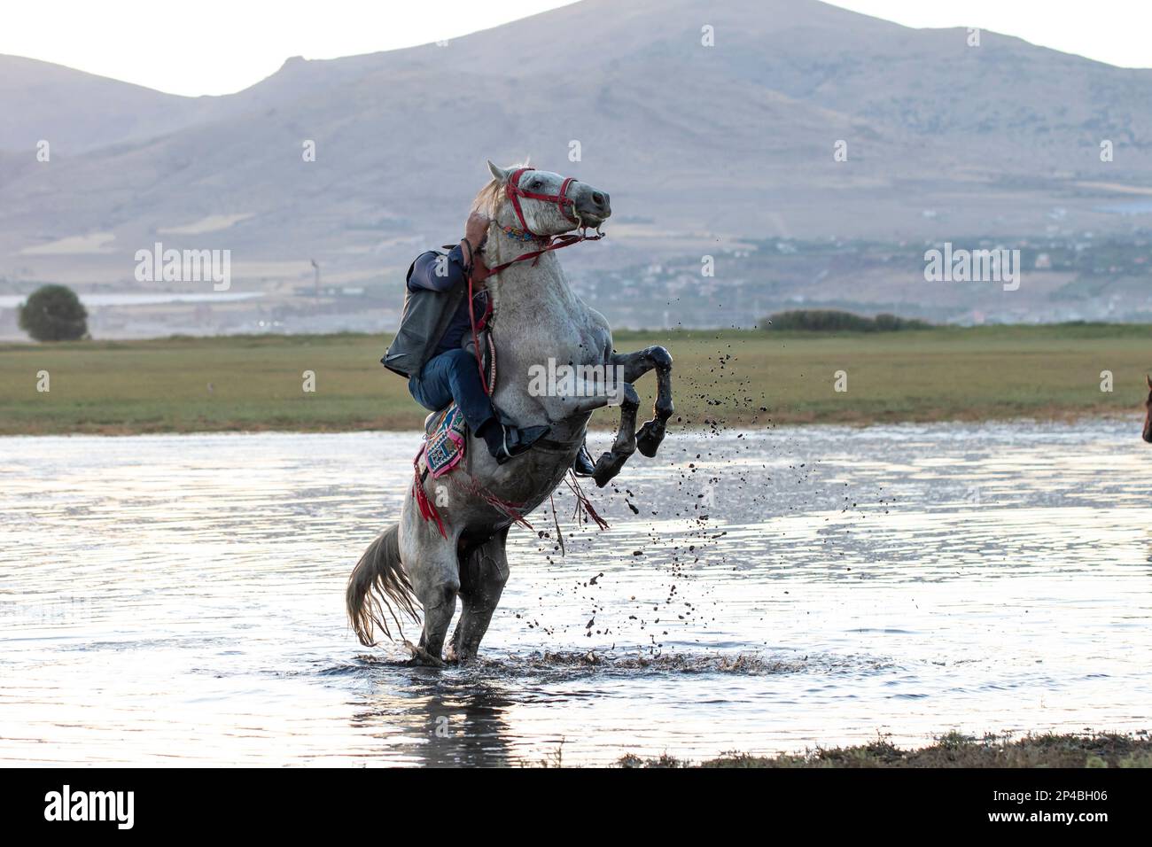 Cowboy on rearing horse, wild horses Stock Photo