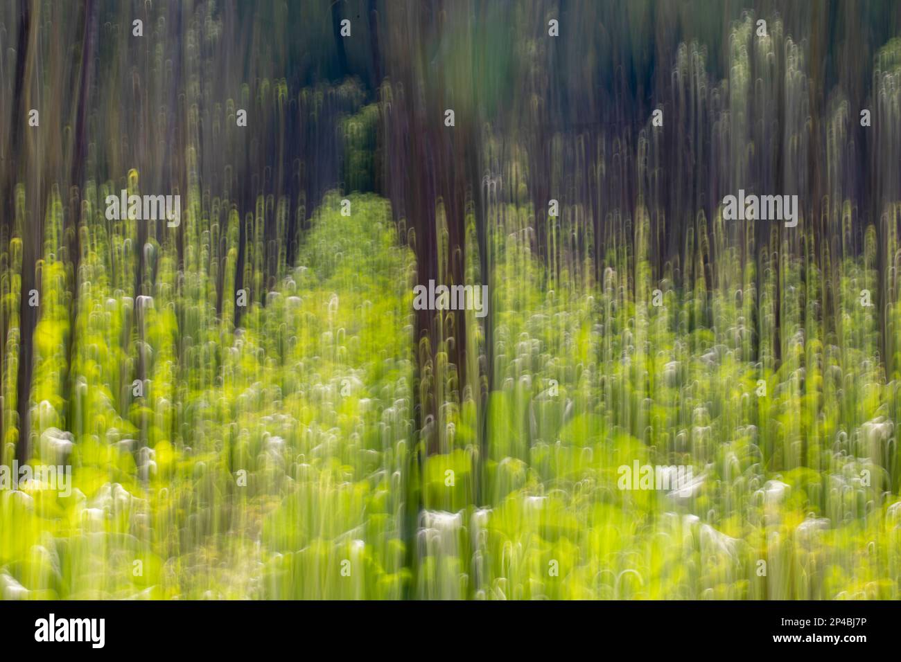 Abstract photo, trees in autumn, Tree Abstract With Movement Stock Photo