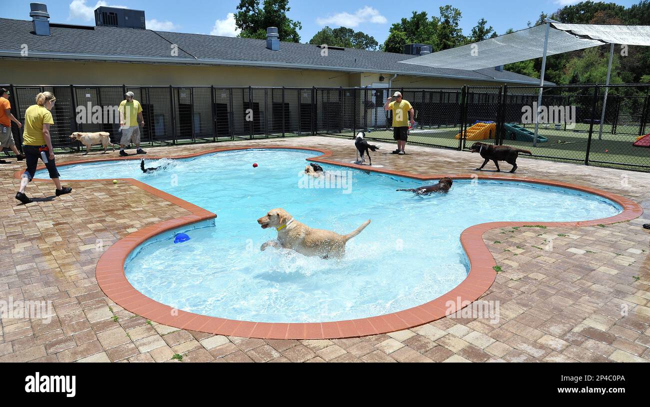 Dog bone shaped dog pool hot sale