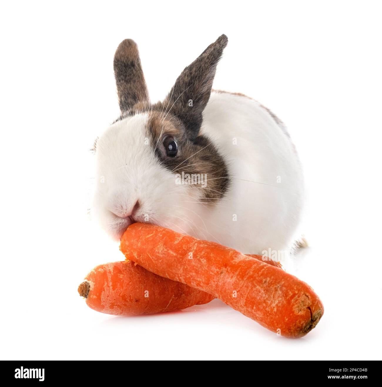 rex rabbit in front of white background Stock Photo