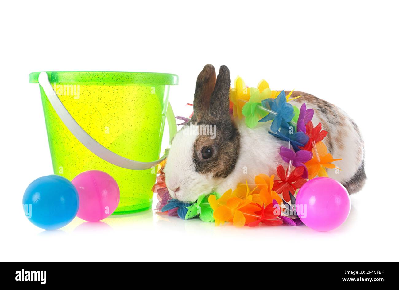 rex rabbit in front of white background Stock Photo