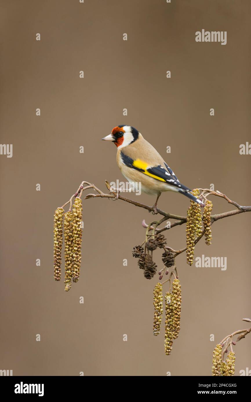 European goldfinch Carduelis carduelis, adult perched on Alder Alnus glutinosa, with catkins and cones, Suffolk, England, March Stock Photo