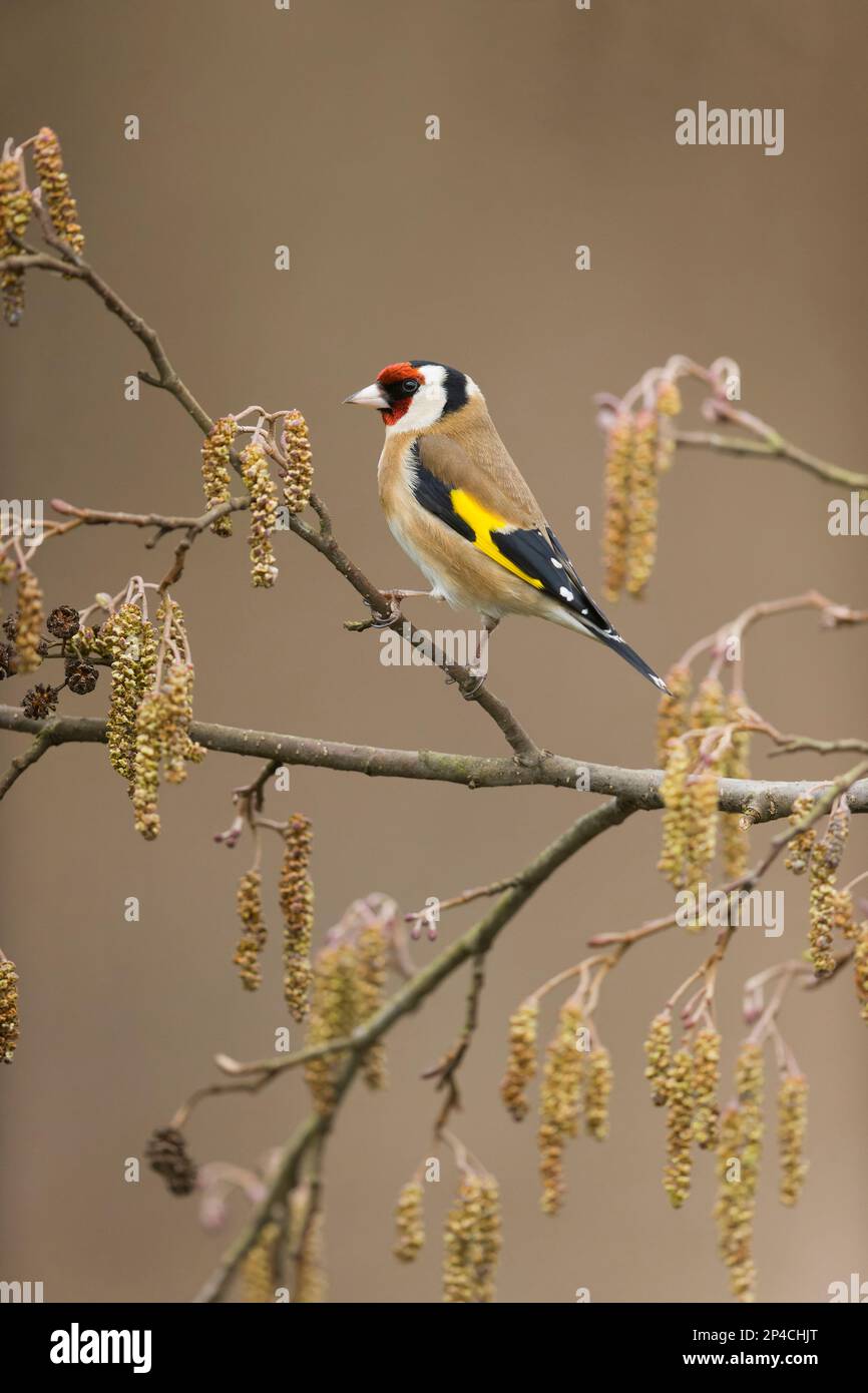 European goldfinch Carduelis carduelis, adult perched on Alder Alnus glutinosa, with catkins and cones, Suffolk, England, March Stock Photo