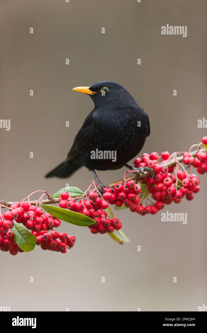 Common blackbird Turdus merula, adult male perched on cotoneaster branch with berries, Suffolk, England, March Stock Photo