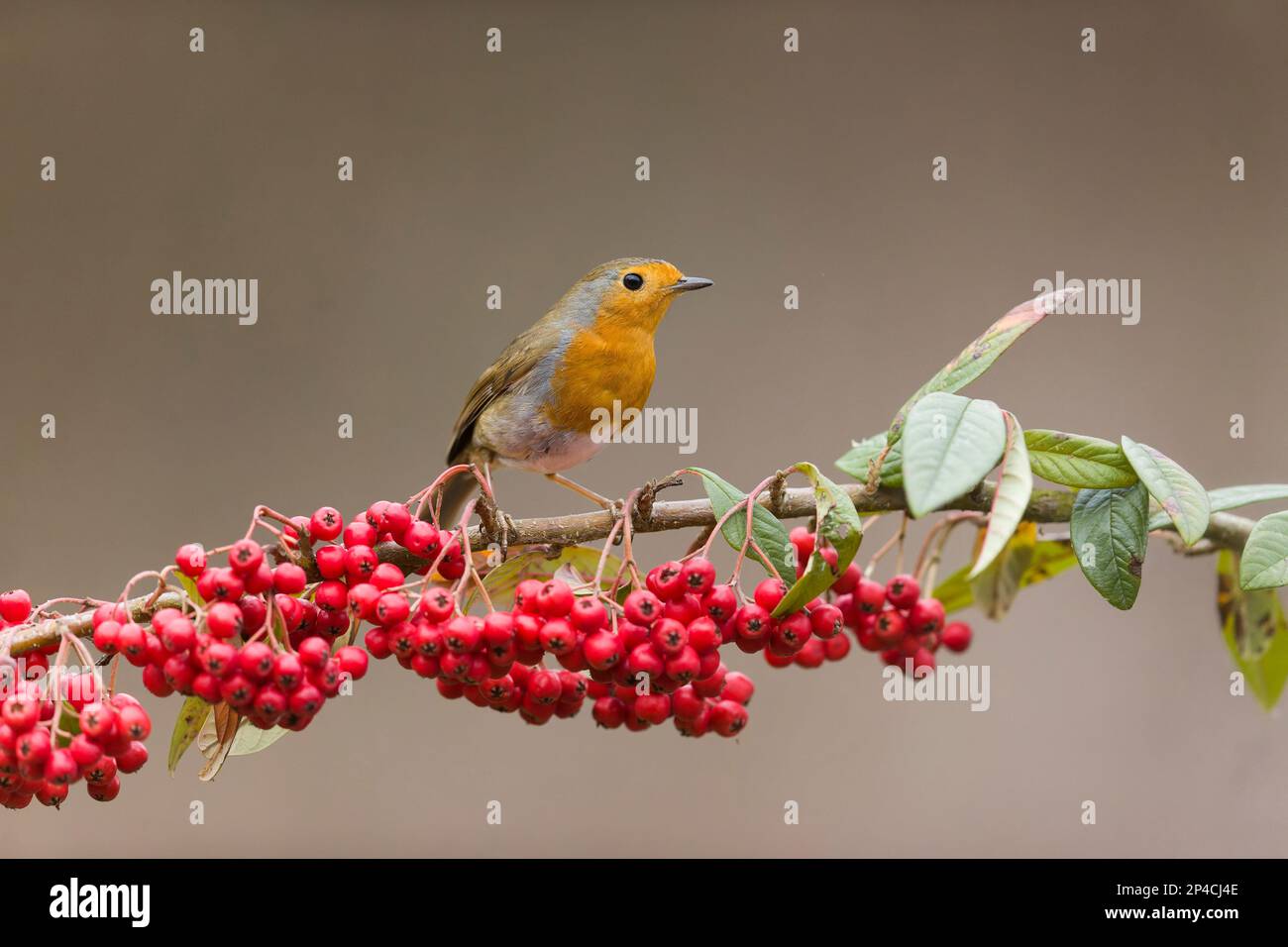 European robin Erithacus rubecula, adult perched on cotoneaster branch with berries, Suffolk, England, March Stock Photo
