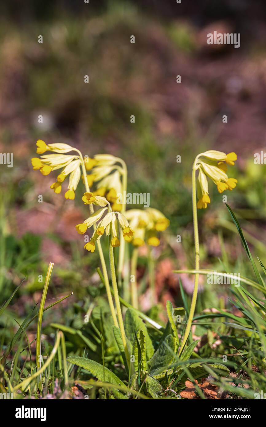 Blooming Cowslip flowers at spring Stock Photo