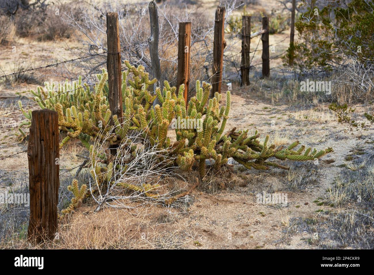 Californian desert - Anza-Borrego. Anza-Borrego Desert State Park, Southern California, USA. Stock Photo