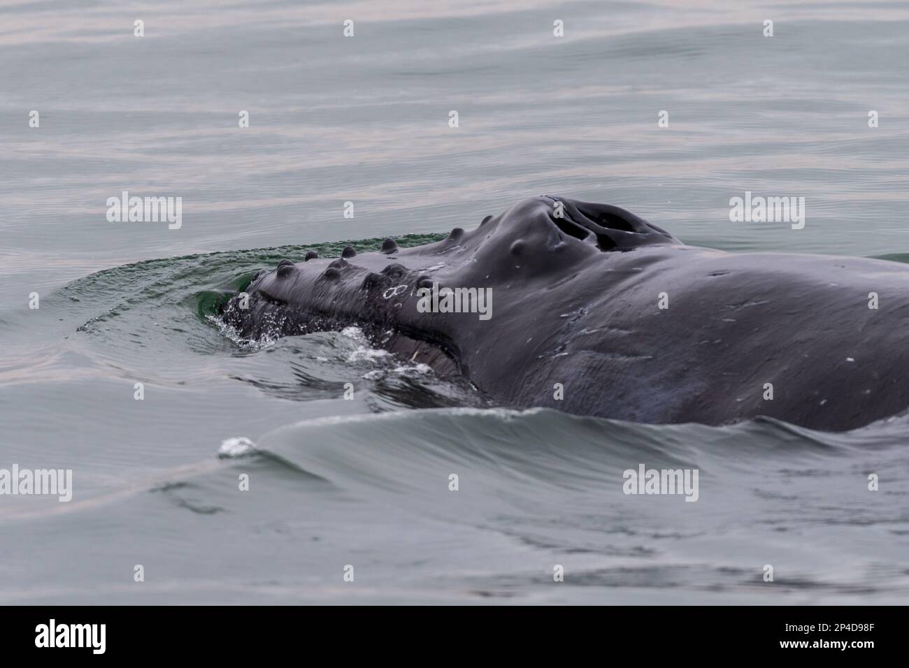 Blowhole and dosal fin of a surfacing whale, in Walvis Bay, Namibia. Stock Photo