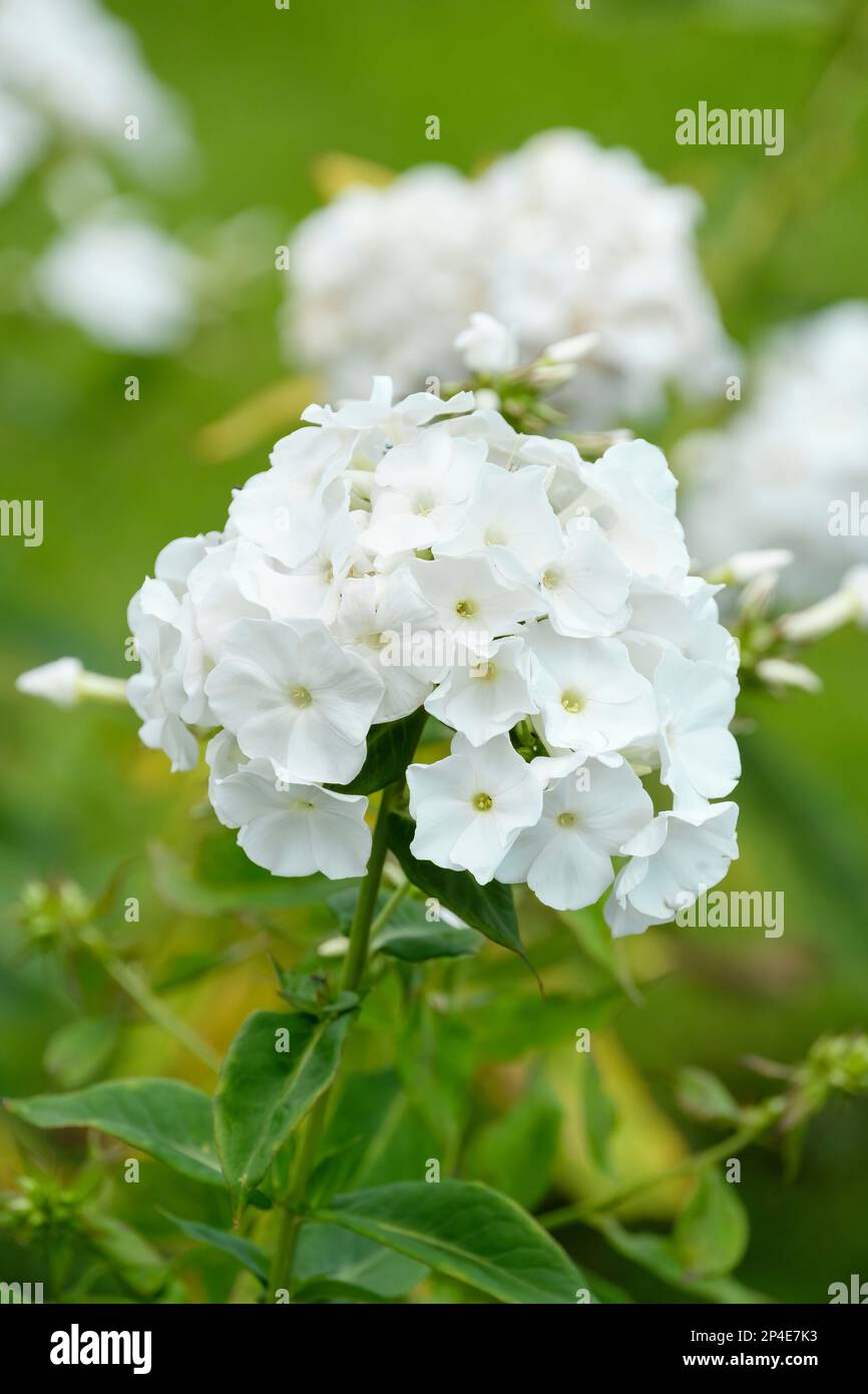 Phlox paniculata White Admiral, perennial phlox White Admiral, perennial with heads of pure white flowers Stock Photo