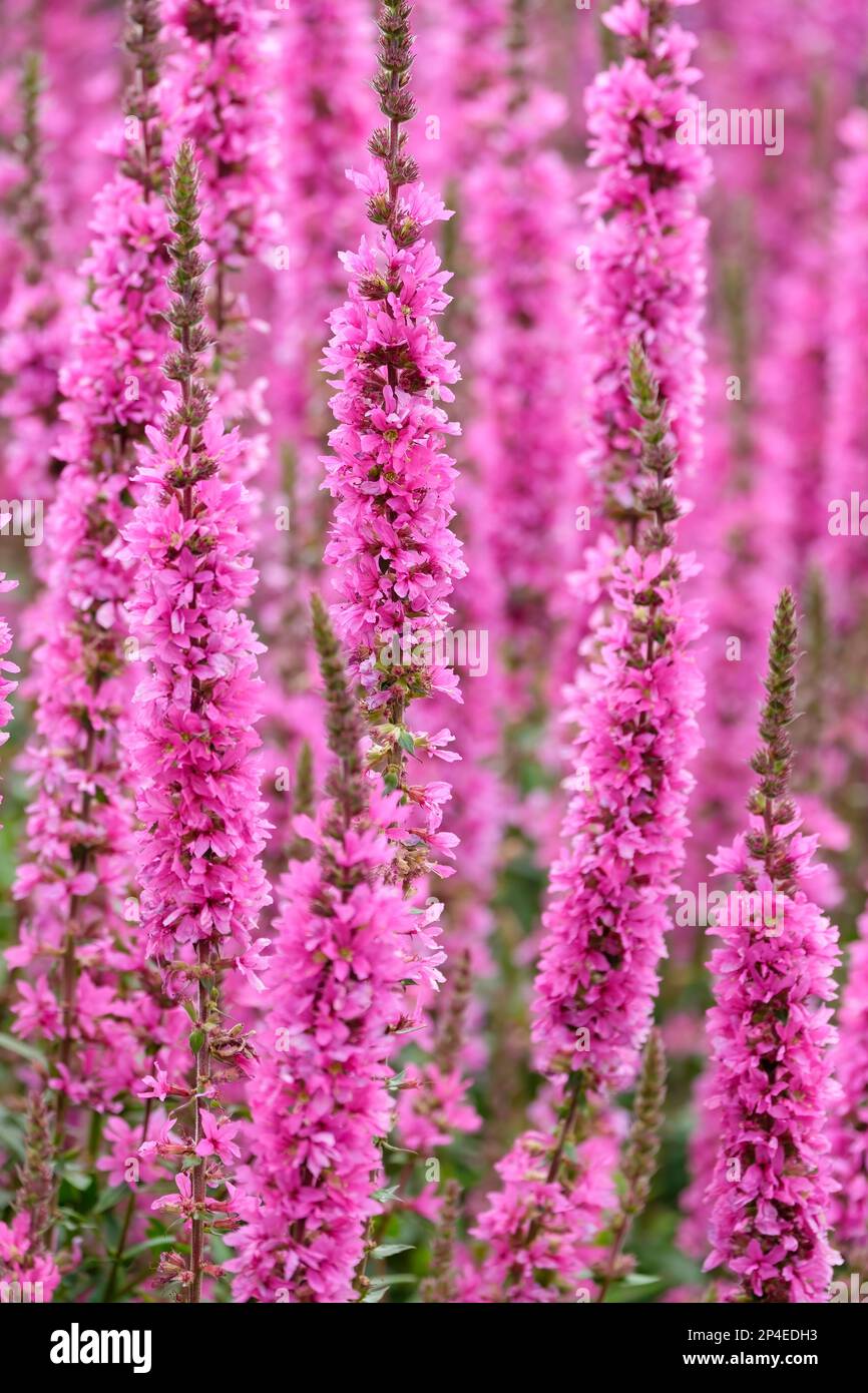 Purple-loosestrife, Lythrum salicaria, hardy herbaceous perennial, pink flower spikes Stock Photo