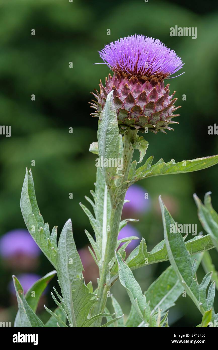 Cardoon, Cynara cardunculus, artichoke thistle, purple, thistle-like flowers, perennial, Stock Photo