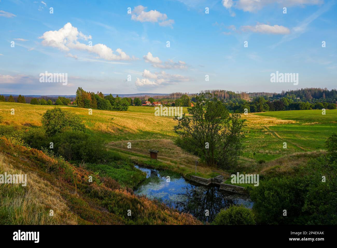 Landscape at the Hasenbacher Teich. Nature in the Harz near Clausthal