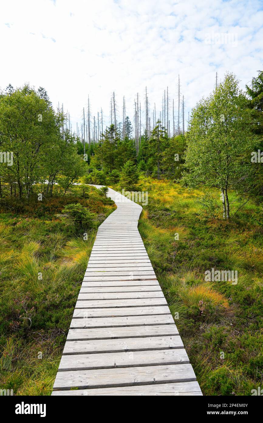Landscape at the Torfhausmoor in the Harz National Park. Nature at the