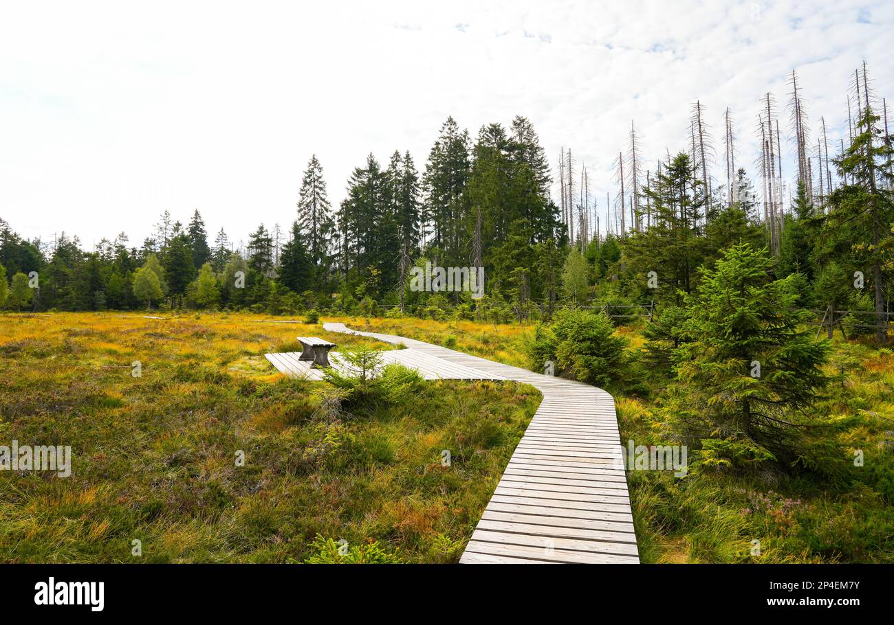 Landscape at the Torfhausmoor in the Harz National Park. Nature at the