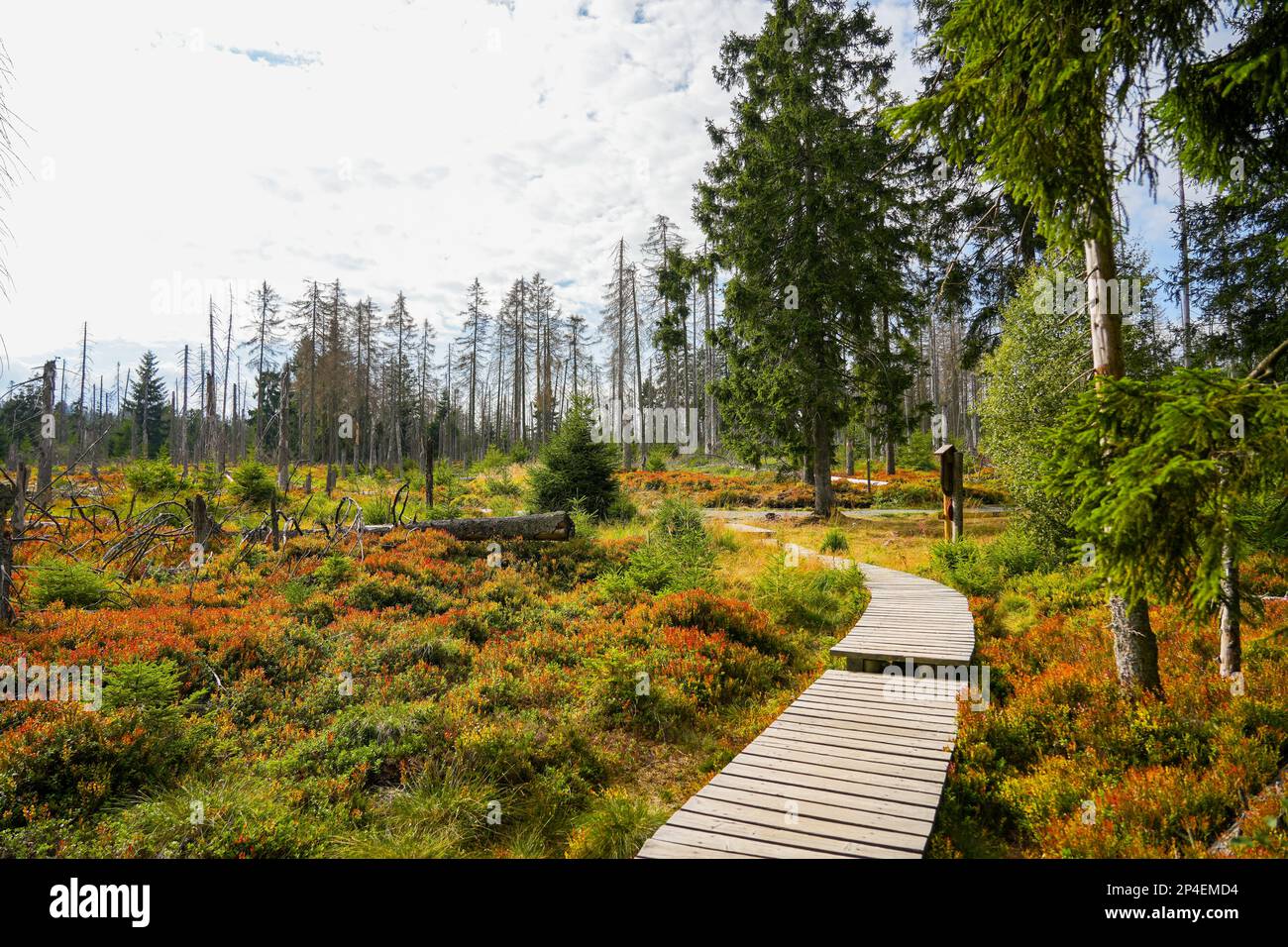 Landscape at the Torfhausmoor in the Harz National Park. Nature at the