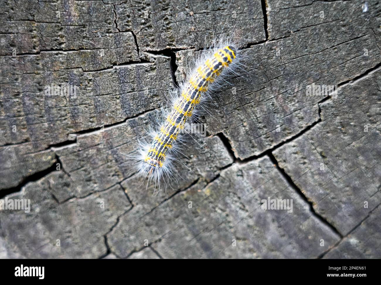 Buff-tip Caterpillar. Phalera bucephala. Insect close-up. Moth of the family Notodontidae. Stock Photo