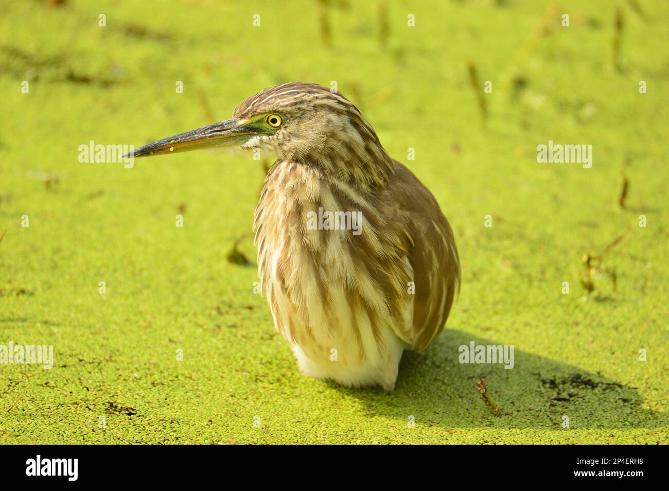 Birds of feather, Flock together at Bharatpur, India Stock Photo Alamy