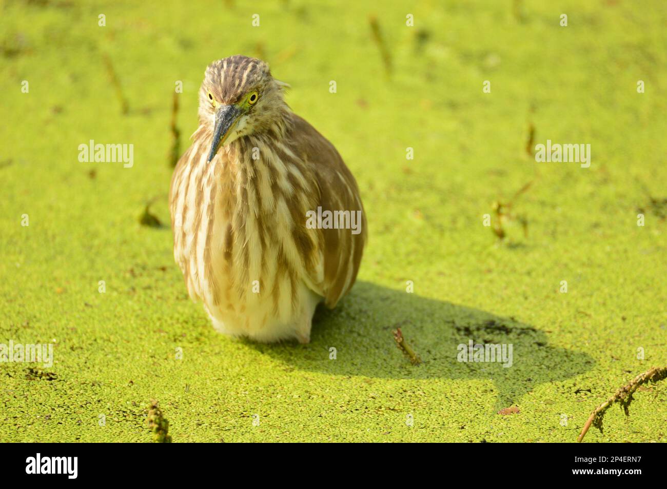 Birds of feather, Flock together at Bharatpur, India Stock Photo Alamy
