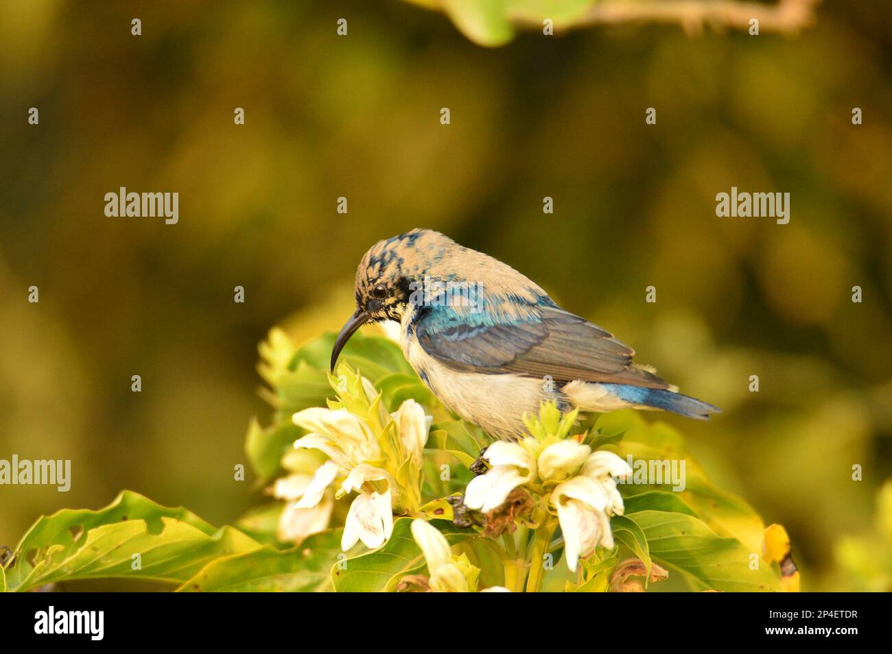 Birds of feather, Flock together at Bharatpur, India Stock Photo Alamy