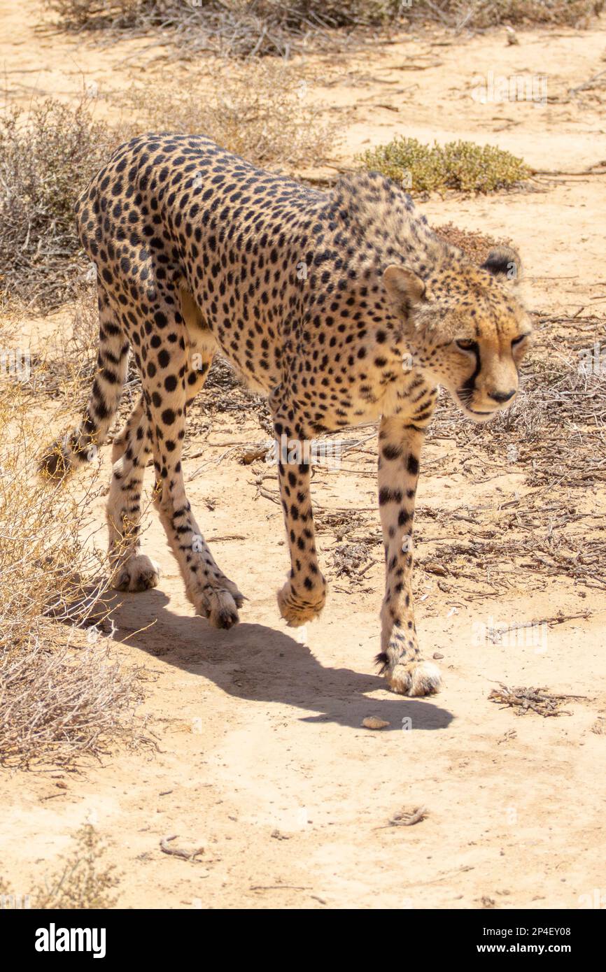 Cheetah taking a stroll Stock Photo