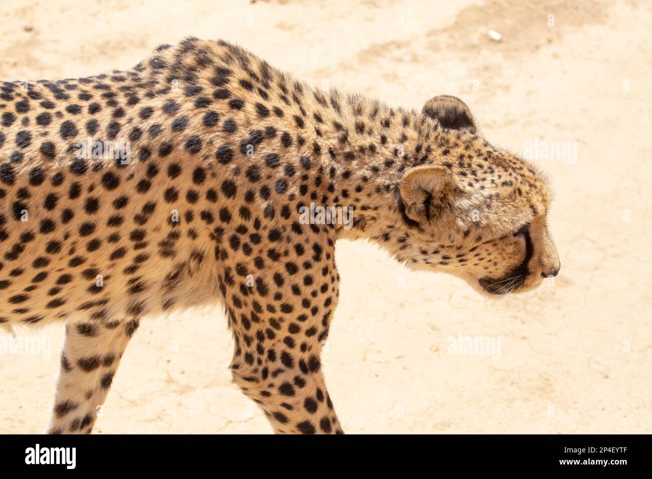 looking down on a cheetah Stock Photo